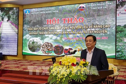 Tổ chức sản xuất vùng nguyên liệu để phát triển bền vững cà phê Tây Nguyên