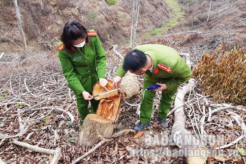 Phát hiện đối tượng hủy hoại hơn 6,9ha rừng tự nhiênTin khácĐội Việt Nam tuyên truyền giải phóng quân - lực lượng tiền thân của Quân đội Nhân dân Việt NamHọc trực tuyến: Cần hơn nữa sự trợ giúp cho học sinh nghèo