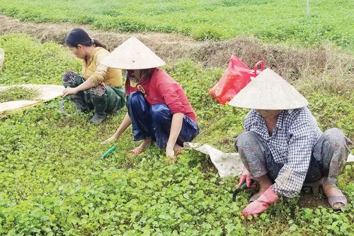 Kinh tế Thông tin thị trường Xây dựng sản phẩm OCOP