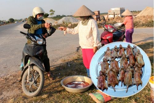 Săn chuột đồng kiếm tiền triệu mỗi ngày ở Hưng Yên