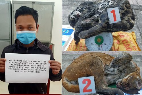Bắt giữ đối tượng chuyên đưa báo gấm, beo lửa vào quán nhậu