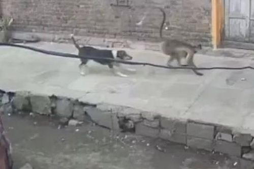 Xôn xao vụ đàn khỉ giết sạch chó trong làng để trả thù ở Ấn Độ