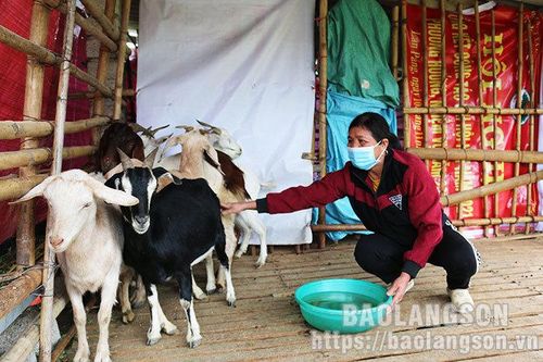 Hiệu quả kinh tế từ nuôi dê ở Bắc SơnTin khácHọc trực tuyến: Cần hơn nữa sự trợ giúp cho học sinh nghèoTrải thảm đón nhà đầu tư