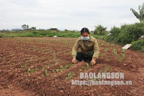 Giá phân bón tăng cao: Người nông dân chủ động tiết giảm chi phí sản xuấtTin khácĐội Việt Nam tuyên truyền giải phóng quân - lực lượng tiền thân của Quân đội Nhân dân Việt NamHọc trực tuyến: Cần hơn nữa sự trợ giúp cho học sinh nghèo