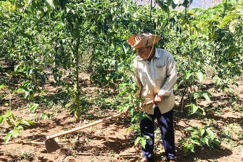 Hiệu quả từ mô hình quản lý dịch hại tổng hợp trên cây chanh leo