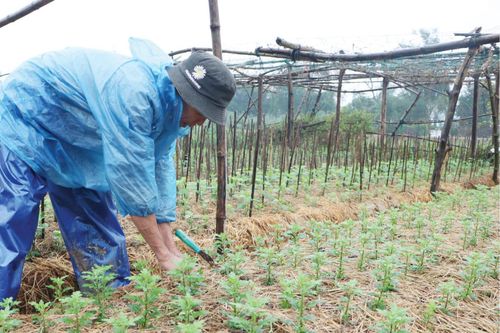 Kinh tế Phập phù hoa tết