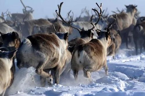 Sự thật về tuần lộc, loài hươu hùng vĩ dùng để kéo xe chở ông già Noel