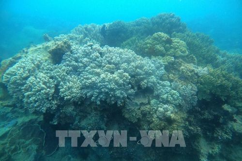 Tìm giải pháp chặn suy giảm, tiến tới phục hồi nguồn lợi thủy sản