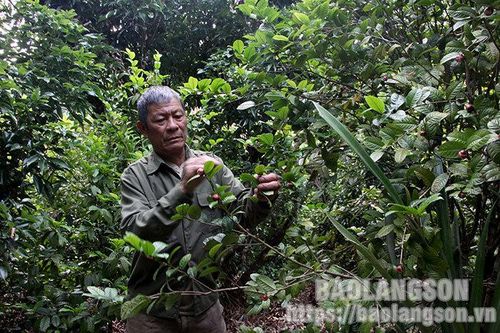 Người nông dân phát triển kinh tế từ cây trà hoa vàngTin khácNgành dân số Lạng Sơn: 60 năm xây dựng và phát triểnĐội Việt Nam tuyên truyền giải phóng quân - lực lượng tiền thân của Quân đội Nhân dân Việt Nam