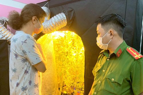 Người nước ngoài lén trồng cần sa trong phòng ngủ nhà trọ