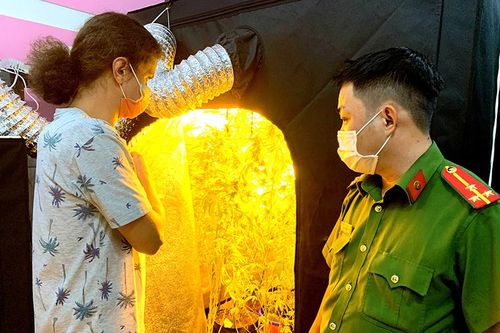 Bắt 'ông tây' biến phòng ngủ thành 'nhà kính' trồng cần sa