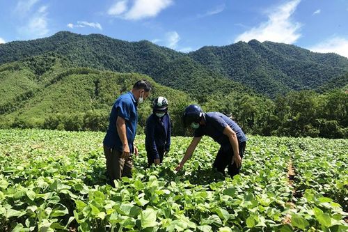 'Quả ngọt' của hành trình tái thiết sản xuất nông nghiệp sau thiên tai
