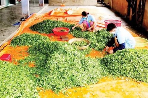 Kinh tế Nông nghiệp - Nông thôn Tập trung xây dựng nông thôn mới nâng cao, bền vững