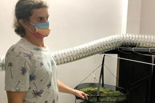 Từ Nga sang Việt Nam thuê nhà trồng cần sa