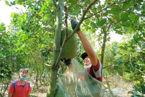 Giá mít Thái ở ĐBSCL đã xuống 4.000/kg nhưng rất khó tiêu thụ