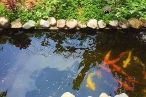 Rơi vào bể cá cảnh, bé 2 tuổi ở Nghệ An tử vong