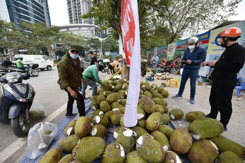 Mít 'quay đầu' về Thủ đô, bán với giá 10.000 đồng/1kg