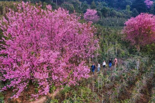 Cùng lên Đà Lạt ngắm mai anh đào