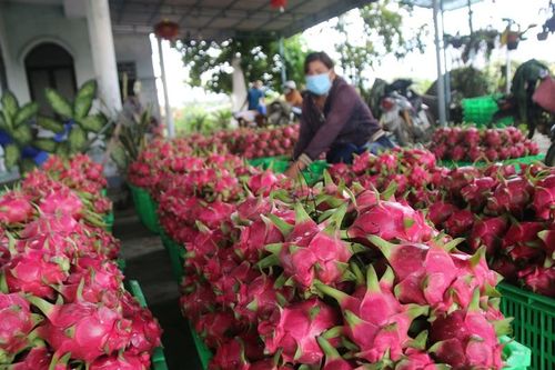 Chính thức cấp bằng chỉ dẫn địa lý 'Thanh long Bình Thuận' tại Nhật Bản