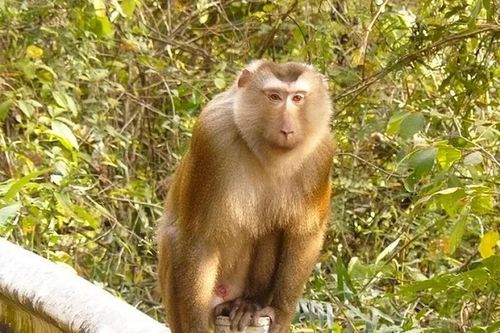 Cá thể khỉ đuôi lợn được bàn giao cho VQG Vũ Quang: Cực quý hiếm?