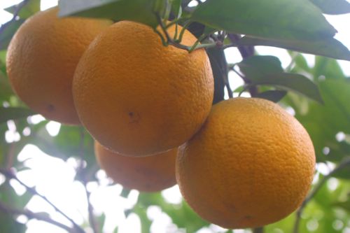Đặc sản cam Vinh chín mọng, lúc lỉu quả, sẵn sàng phục vụ dịp Tết