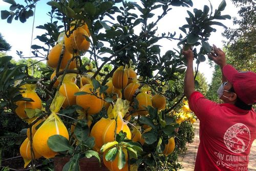 Bưởi trăm trái giá hàng chục triệu đồng xuất hiện ở TPHCM
