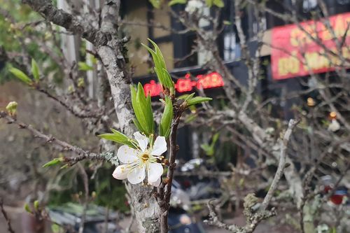 Đào mận rừng xuống phố Hà Nội với giá bán tiền triệu