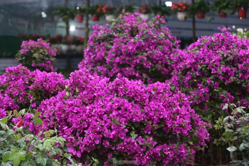 Phố hoa lớn nhất thành Vinh rực rỡ ngày đầu năm