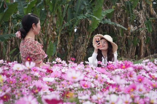 Ngày đầu năm mới, cánh đồng hoa ven sông Mã ở Thanh Hóa 'đắt khách'