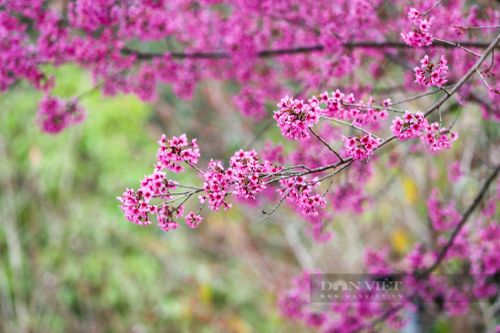 Hoa 'Tớ Dày' khoe sắc xua giá lạnh ngày đông trên Mù Cang Chải
