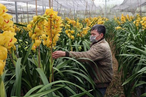 Đà Lạt: Nhiều nơi hoa địa lan nở sớm