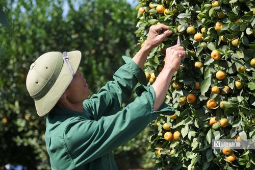 Mục sở thị quất lục bình Tết Nguyên đán 2022 giá vài chục triệu