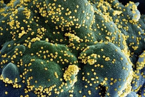 Phát hiện biến thể mới của virus SARS-CoV-2 chứa 46 đột biến