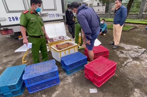 Quảng Nam bắt 2 vụ vận chuyển trái phép pháo lậu và động vật hoang dã
