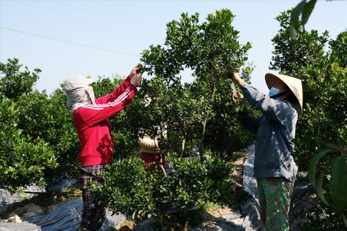 Tất bật trên những ruộng hoa chờ Tết