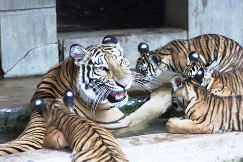 Chuyện ghi ở động Ba Ông Cọp