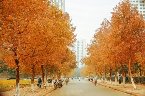 Du khách 'thất thần' chứng kiến 'con đường lá phong rợp đỏ như Hàn Quốc' tại Hà Nội