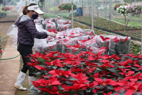 Làng hoa Xuân Quan nhộn nhịp vụ hoa cung ứng dịp Tết Nhâm Dần