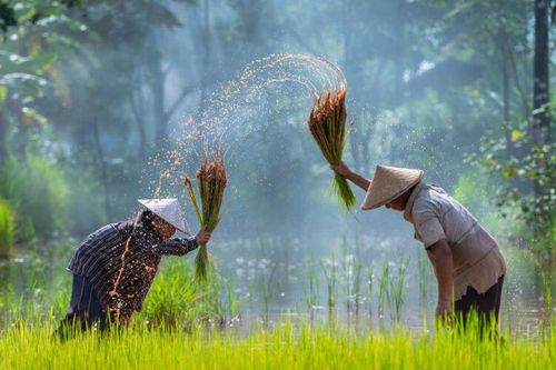 Xuất khẩu nông sản của Campuchia tăng mạnh năm 2021