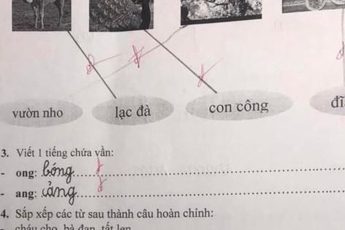 Học sinh lớp 1 làm bài sắp xếp câu tiếng Việt, đáp án của cô giáo khiến dân mạng tranh cãi