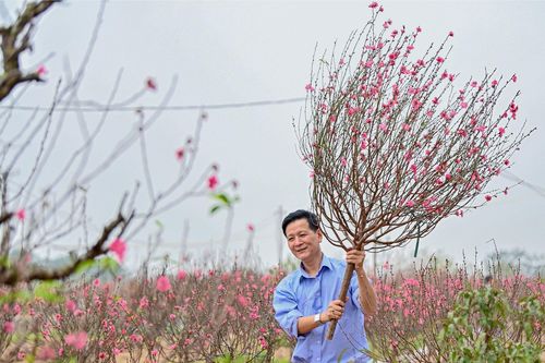 Hãng hàng không bán đào, mai Tết giao tận nhà