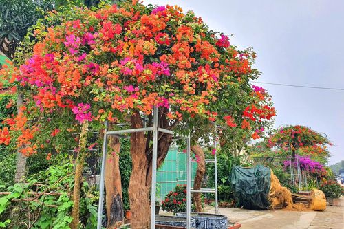 Hoa giấy ngũ sắc hàng chục triệu đồng chơi Tết