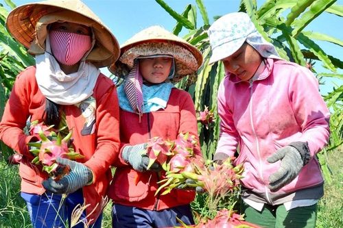 Giá 1kg thanh long rẻ hơn mớ rau, khẩn cấp tìm thêm thị trường