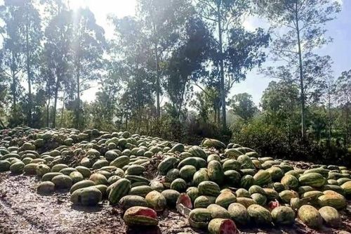 Trung Quốc siết chống dịch, trái cây ùn ứ biên giới Myanmar
