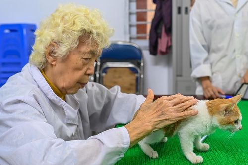 Phòng khám chó, mèo miễn phí của cụ bà 90 tuổi