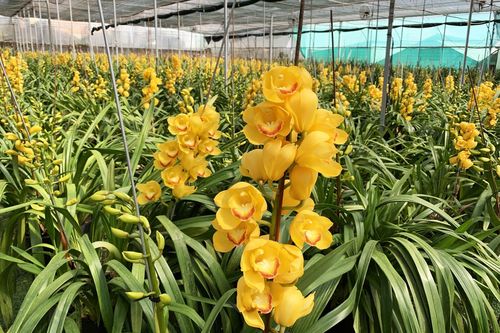 Người trồng hoa lan Đà Lạt điêu đứng vì tai họa kép