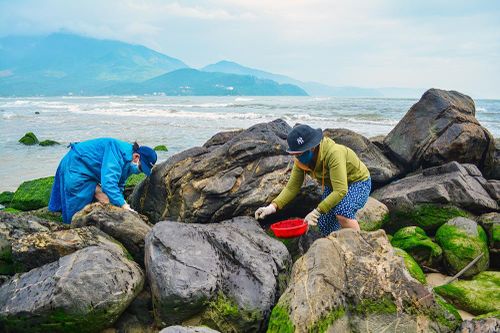 Đà Nẵng: Người dân làng Nam Ô vào mùa hái ''lộc biển''