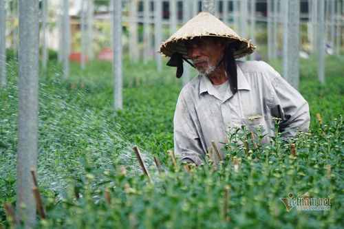Vắng thương lái, người trồng hoa ở Đà Nẵng lo 'mất Tết'