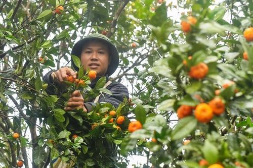 Vào rừng hái quýt, nông dân đều tay kiếm vài chục triệu