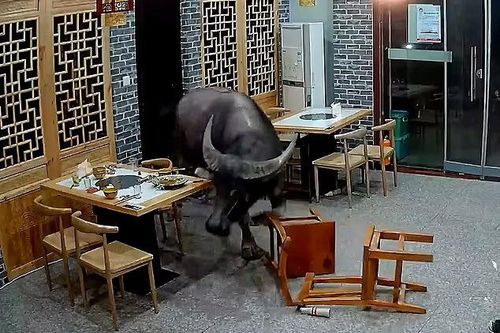 Trâu 'điên' hung hãn bất ngờ lao vào nhà hàng húc tung khách lên trời